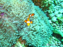 clownfish_similanislands_dive_thailand