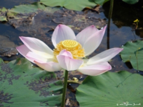 Lotusflower_cambodia_travel_inspiration